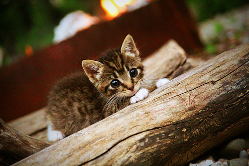 乐鱼体育在线-德国队未来在国际乒联混合团体世界杯中的挑战与机遇，德国队乒乓球团体赛